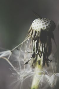 Close-up of dandelion