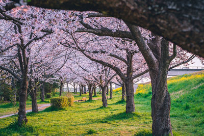 View of cherry blossom tree in park