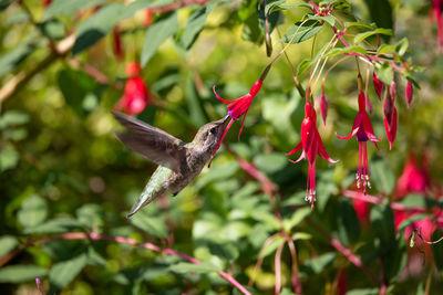 Close-up of red bird flying