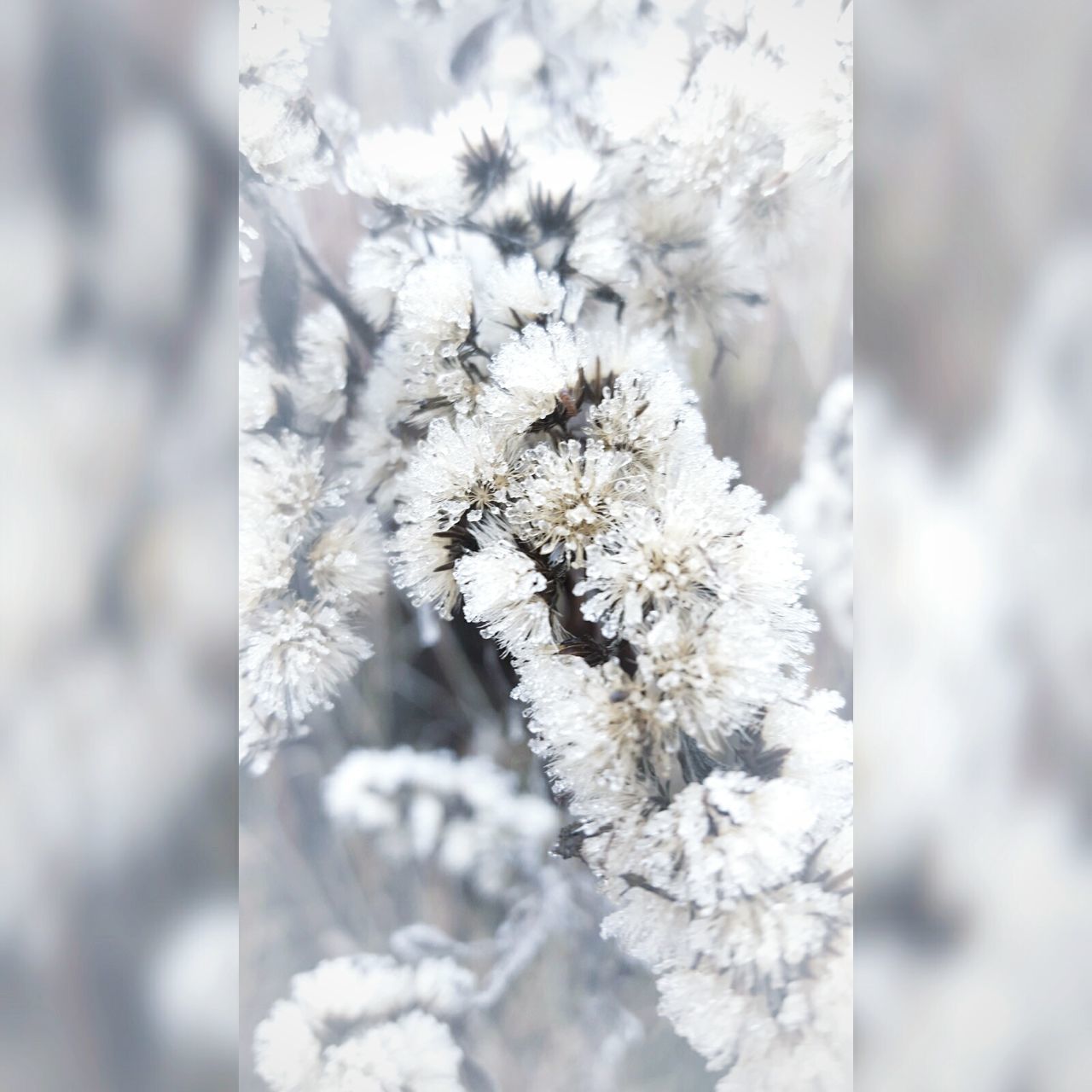 CLOSE-UP OF WHITE FLOWERS ON TREE