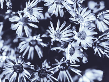 Close-up of flowers blooming outdoors