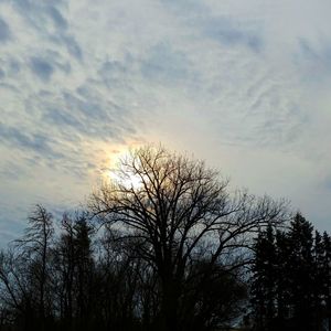 Low angle view of silhouette bare trees against sky