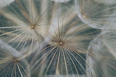 Close-up of dandelion on plant