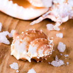 High angle view of seashell on table