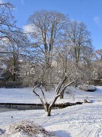 Bare trees in snow against sky