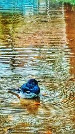 High angle view of duck swimming in lake