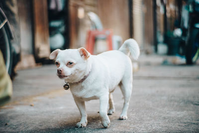 Dog standing on footpath