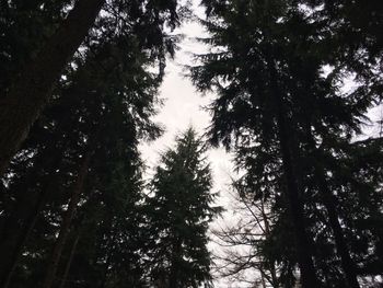 Low angle view of trees against sky