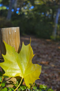 Close-up of leaves