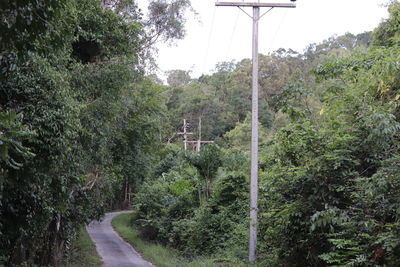 Road amidst trees in forest against sky