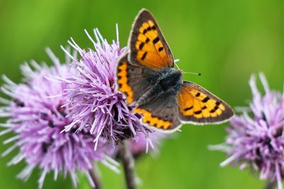 Close-up of butterfly pollinating on purple flower