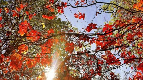 Low angle view of tree branches