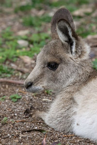 Close-up portrait of an eastern grey kangaroo