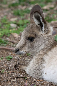 Close-up of deer looking away