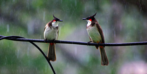 Birds perching on a branch