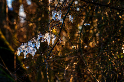 Icicles illuminated with sun rays