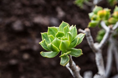 Close-up of plant