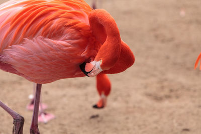 Close up of red