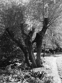 Bare tree on field