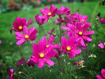 Close-up of pink flowering plants on field