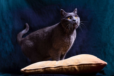 Close-up of a cat looking away