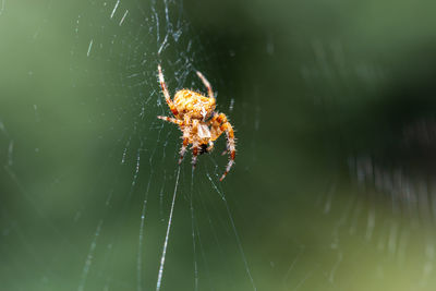 Close-up of spider on web