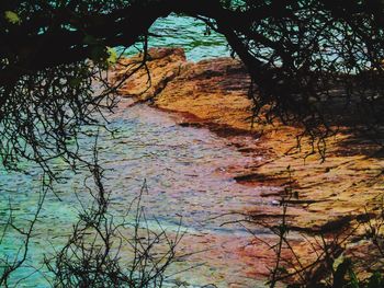 Scenic view of river in forest