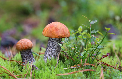 Close-up of mushroom growing on field