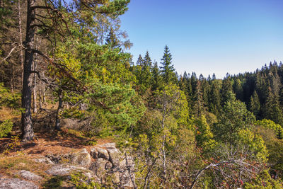 Trees growing in forest against sky