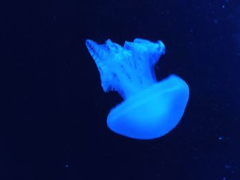 Close-up of jellyfish in sea