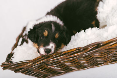 Close-up of a dog