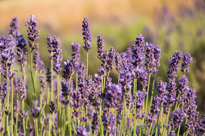 Close-up of purple flowering plants on field