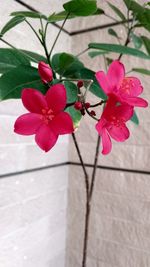 Close-up of pink flowers blooming outdoors