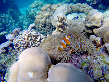 Fish swimming in sea