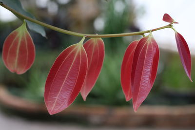 Close-up of red flowering plant