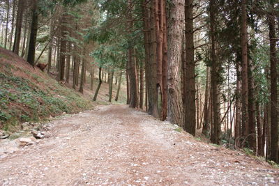 Dirt road amidst trees in forest