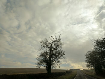 Trees on landscape against sky