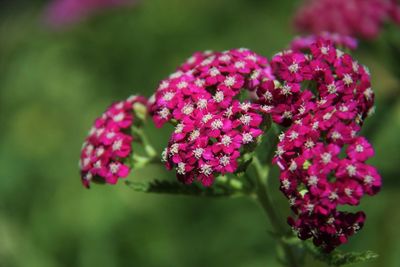 Close-up of pink flowers blooming outdoors