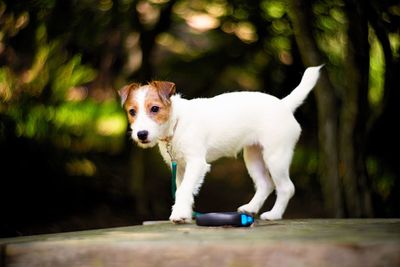 Portrait of dog standing outdoors