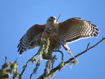 Low angle view of two falcons against clear blue sky