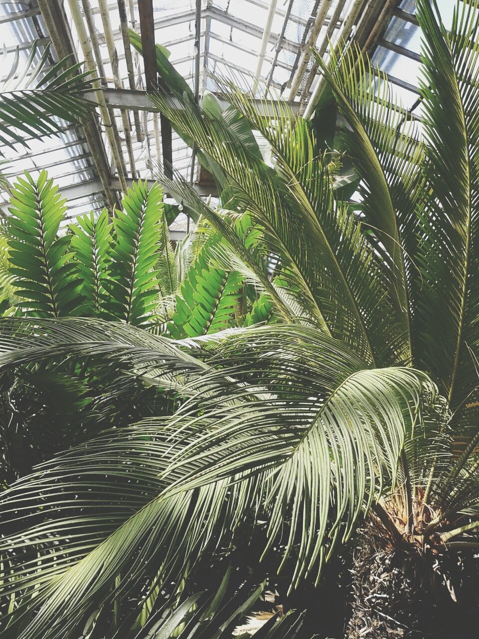 growth, leaf, plant, green color, nature, palm tree, tree, close-up, palm leaf, day, natural pattern, sunlight, branch, outdoors, beauty in nature, tranquility, no people, growing, low angle view, spider web