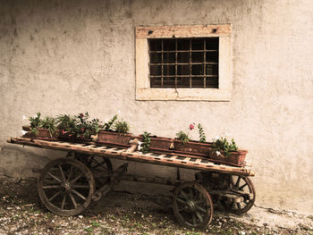 View of potted plants on window of building