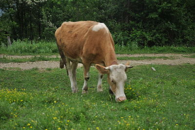 Horse grazing in field