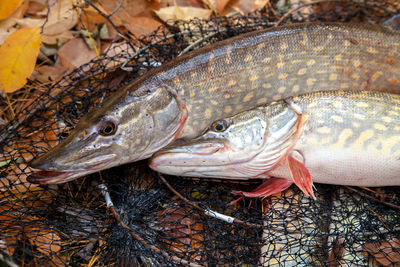 Close-up of fish in market