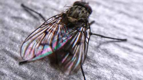 Macro shot of fly