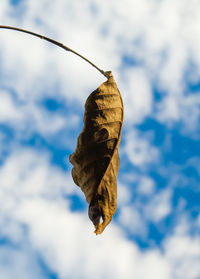 Close-up of dried leaf on snow