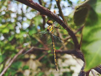 Dragon fly sitting on tree branch 