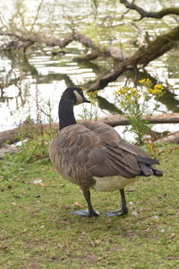 Duck in a lake