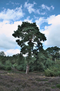 Tree on field against sky