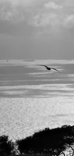 Bird flying over sea against sky